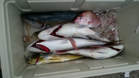 大進丸(新潟) 釣果