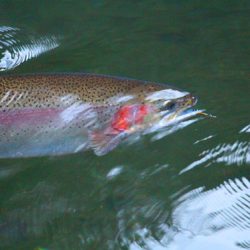 小菅トラウトガーデン 釣果