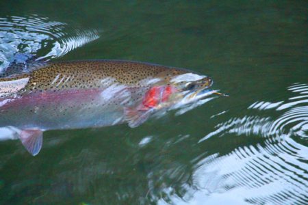 小菅トラウトガーデン 釣果