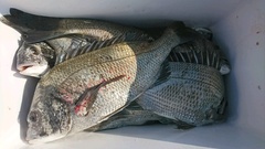 まこと渡船 釣果