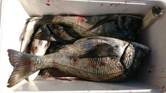 まこと渡船 釣果