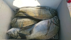 まこと渡船 釣果