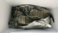 まこと渡船 釣果