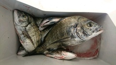 まこと渡船 釣果