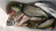 まこと渡船 釣果