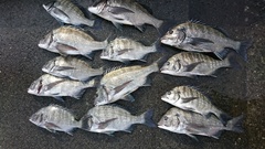 まこと渡船 釣果