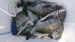 まこと渡船 釣果