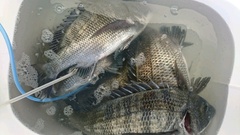 まこと渡船 釣果