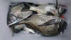 まこと渡船 釣果