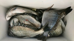 まこと渡船 釣果