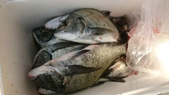 まこと渡船 釣果