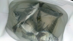 まこと渡船 釣果