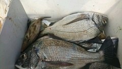 まこと渡船 釣果