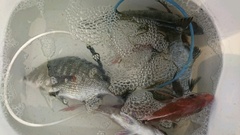 まこと渡船 釣果