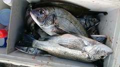 まこと渡船 釣果