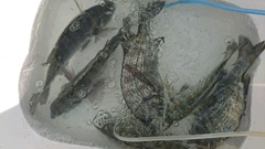 まこと渡船 釣果