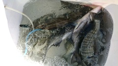 まこと渡船 釣果