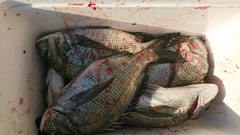 まこと渡船 釣果