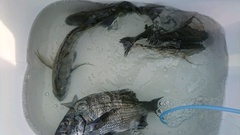 まこと渡船 釣果