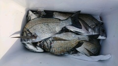 まこと渡船 釣果