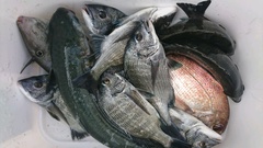 まこと渡船 釣果