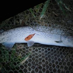 高萩ふれあいの里フィッシングエリア 釣果