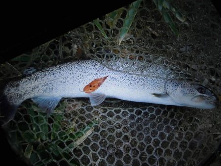 高萩ふれあいの里フィッシングエリア 釣果