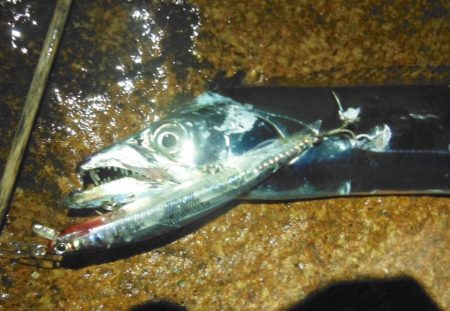 淀川タチウオ警報！