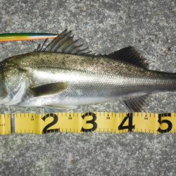 難しいボイルもビッグルアーで！