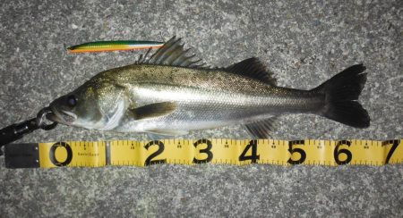 難しいボイルもビッグルアーで！