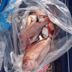 遊漁船ブルーウッズ 釣果