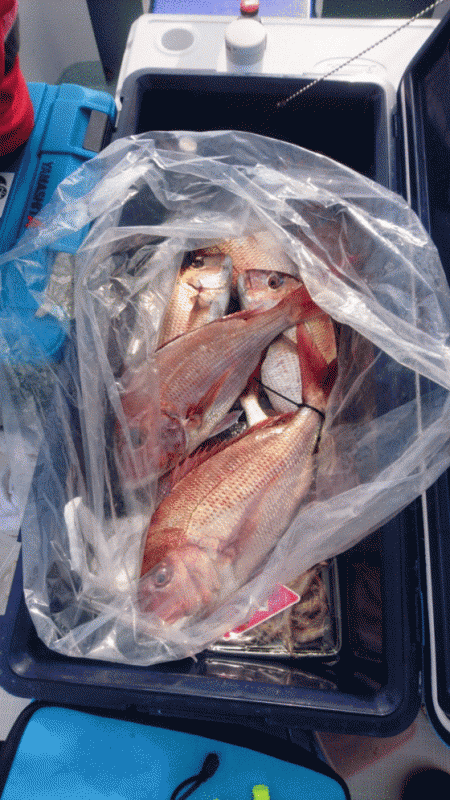 遊漁船ブルーウッズ 釣果