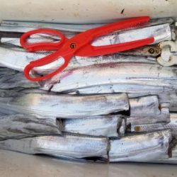 暁〜akatsuki〜 釣果