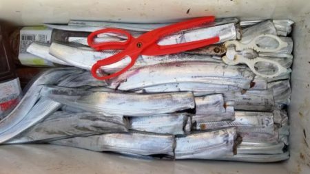 暁〜akatsuki〜 釣果