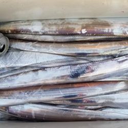 暁〜akatsuki〜 釣果