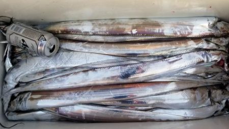 暁〜akatsuki〜 釣果