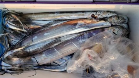 暁〜akatsuki〜 釣果