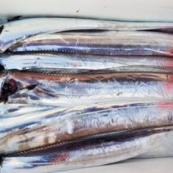 暁〜akatsuki〜 釣果