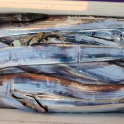 暁〜akatsuki〜 釣果