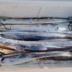 暁〜akatsuki〜 釣果