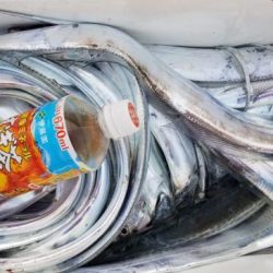 暁〜akatsuki〜 釣果