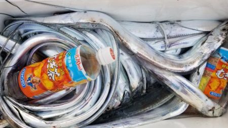 暁〜akatsuki〜 釣果