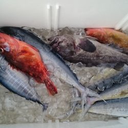 大進丸（新潟） 釣果