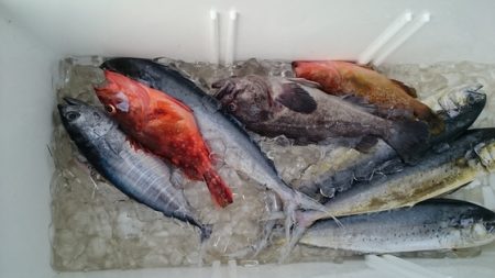 大進丸（新潟） 釣果