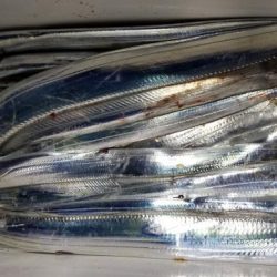 暁〜akatsuki〜 釣果