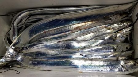 暁〜akatsuki〜 釣果