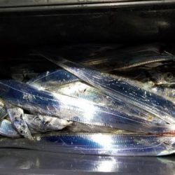 暁〜akatsuki〜 釣果