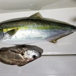 暁〜akatsuki〜 釣果