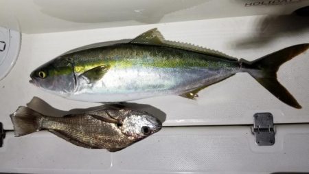 暁〜akatsuki〜 釣果