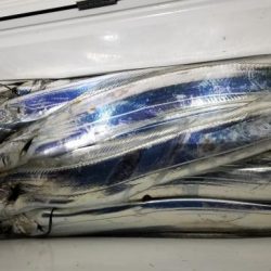 暁〜akatsuki〜 釣果